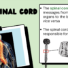 The Central Nervous System - Image 4